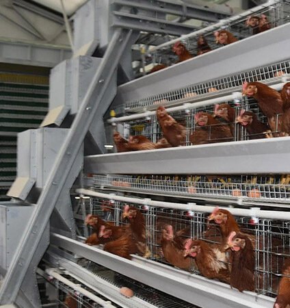 automatic-poultry-feeding-system