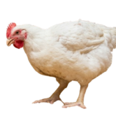bigbroiler bigbroiler
