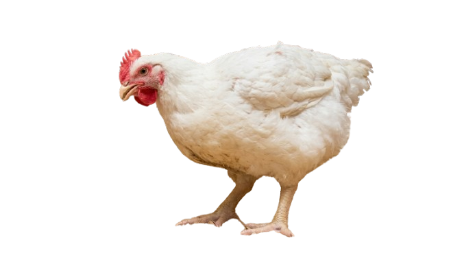 bigbroiler