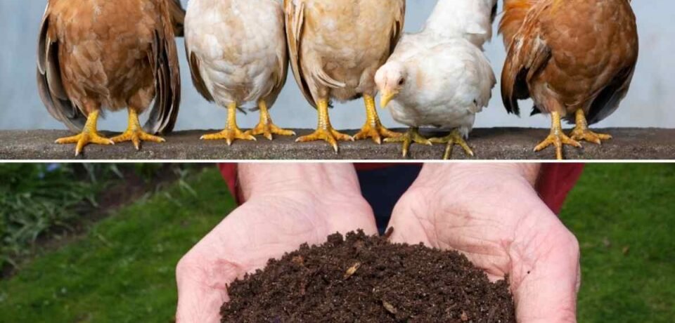 chickenmanure1 chickenmanure1
