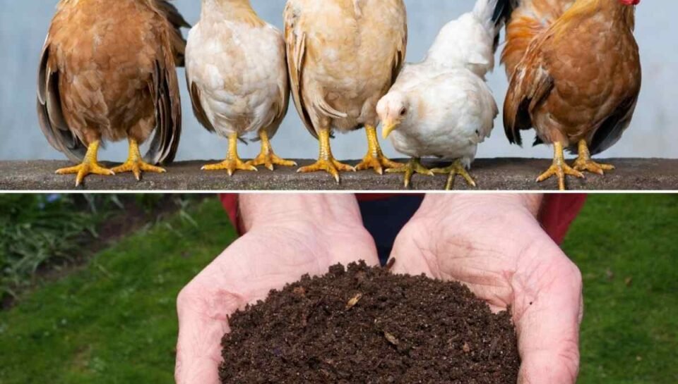 chickenmanure1