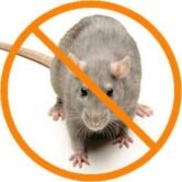 rats