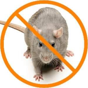 rats