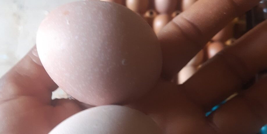 sizedeggs