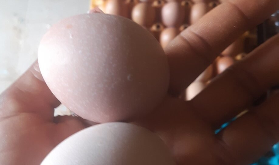 sizedeggs