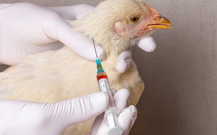 vaccine