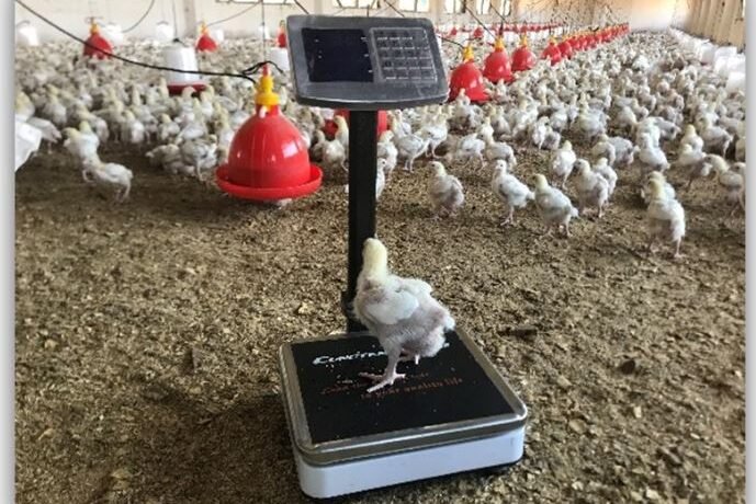 weighchicken