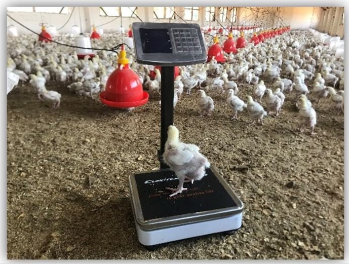 weighchicken