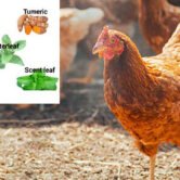 organicvitamins