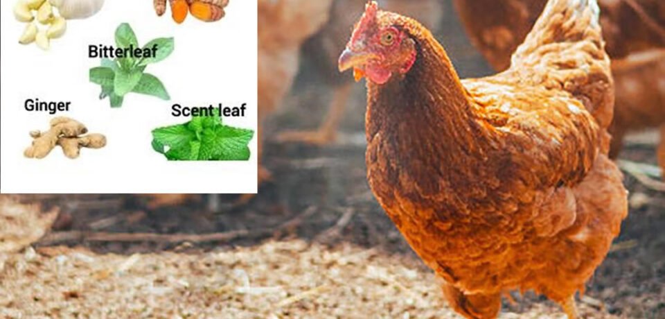 organicvitamins