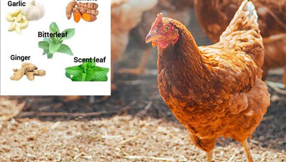 organicvitamins